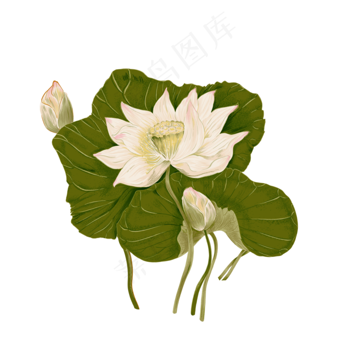 手绘荷花荷叶
