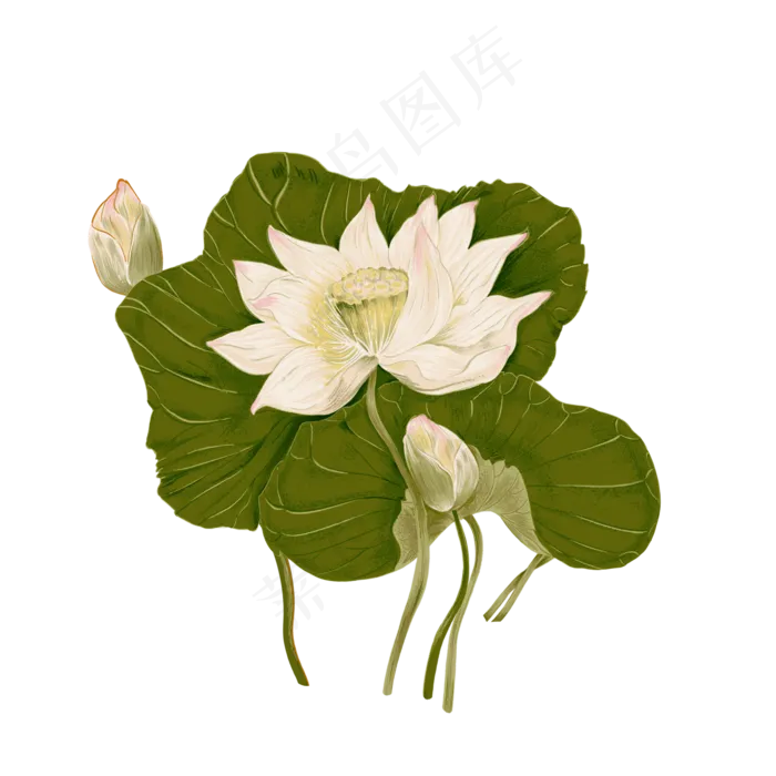 手绘荷花荷叶(2000X2000(DPI:300))psd模版下载