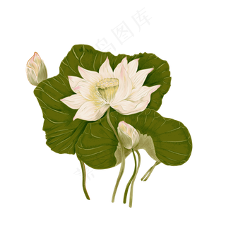 手绘荷花荷叶