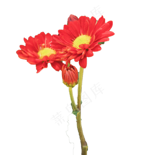 美丽花束大自然赠