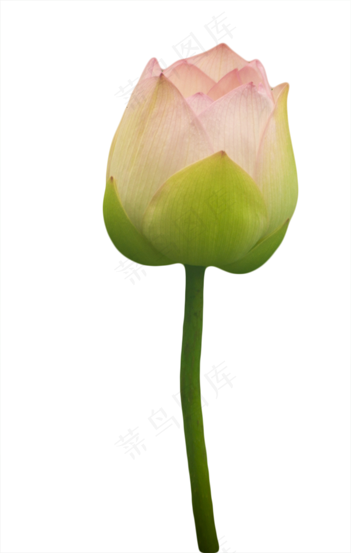 荷花花苞