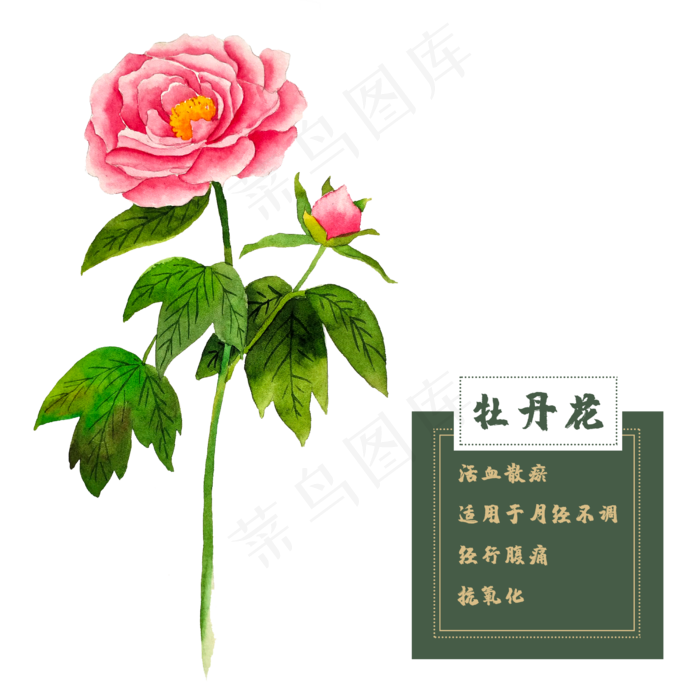牡丹花类中草药水彩花卉植物牡丹(2500X2500(DPI:300))psd模版下载