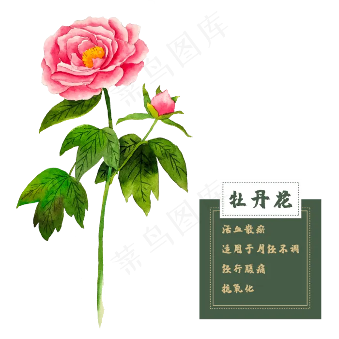 牡丹花类中草药水彩花卉植物牡丹(2500X2500(DPI:300))psd模版下载
