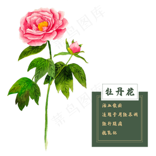 牡丹花类中草药水彩花卉植物牡丹