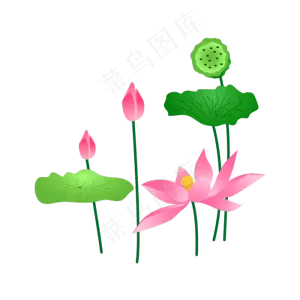 莲藕荷叶荷花