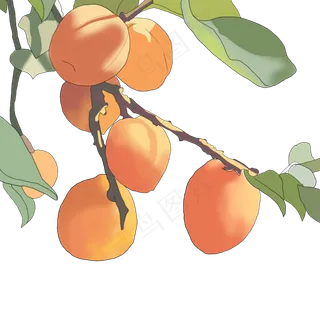 树叶绿色生物世界黄色杏