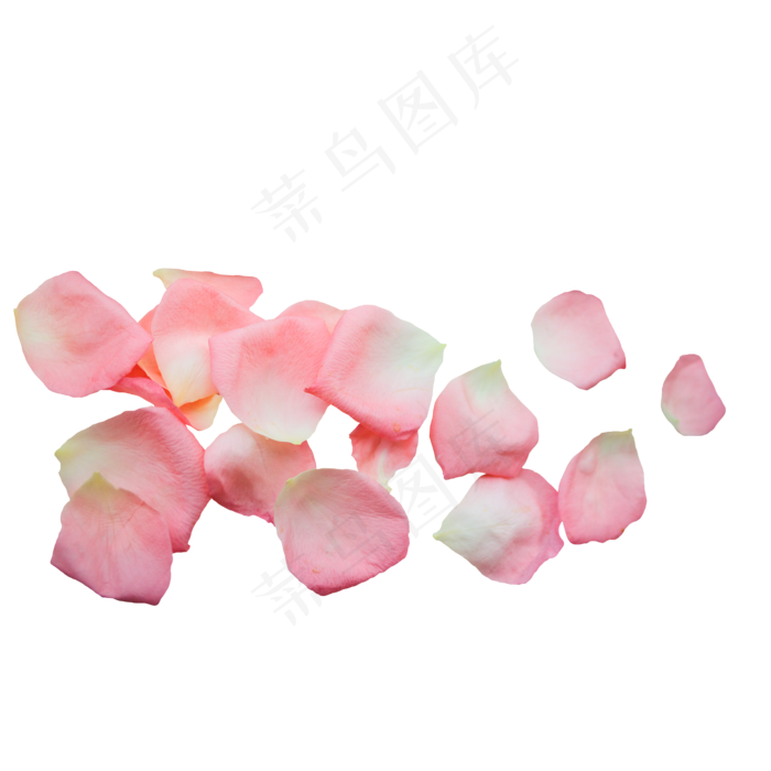 粉红色玫瑰花瓣(2000*2000px 300 dpi )