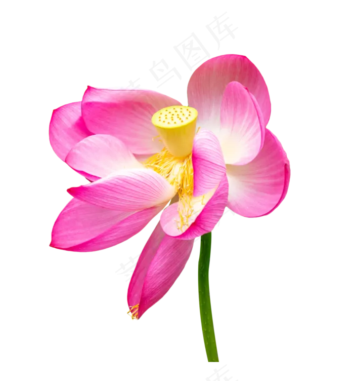 盛开红色荷花(3000X3000(DPI:72))