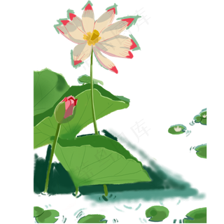 绚丽开放的荷花