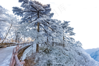 栏杆松树和白雪,免抠元素