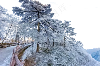 栏杆松树和白雪,免抠元素
