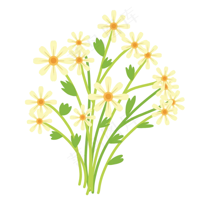 一簇雏菊花束