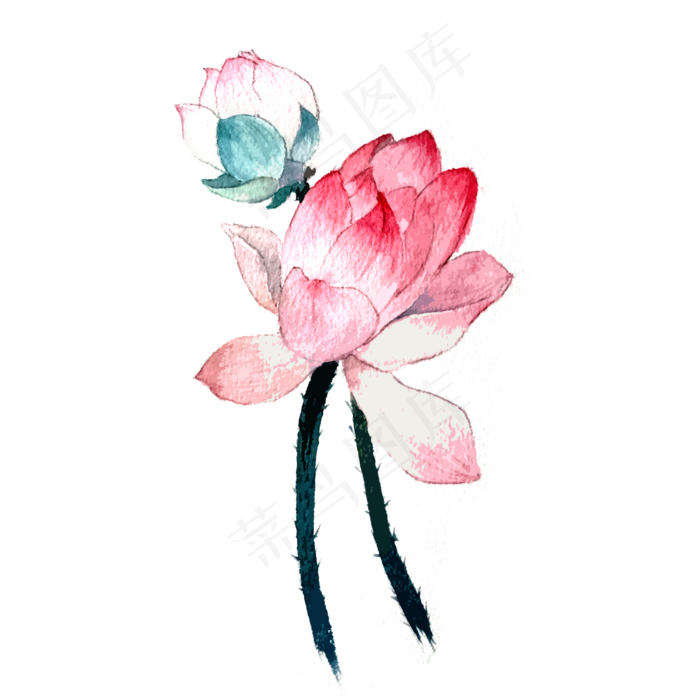 荷花莲花夏天植物花PNG
