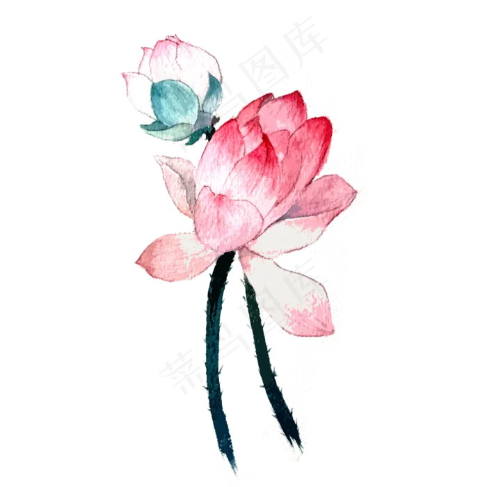 荷花莲花夏天植物花PNG(3000X3000(DPI:300))psd模版下载