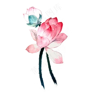 荷花莲花夏天植物花PNG