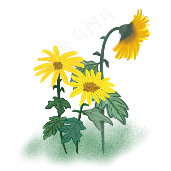 手绘秋天植物叶子花水彩水粉画菊