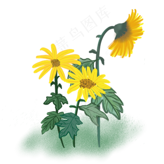 手绘秋天植物叶子花水彩水粉画菊