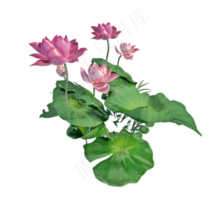 仿真荷花png图
