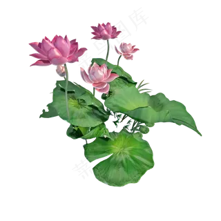 仿真荷花png图