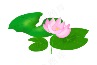 漂亮的粉色睡莲荷花