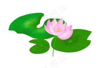 漂亮的粉色睡莲荷花