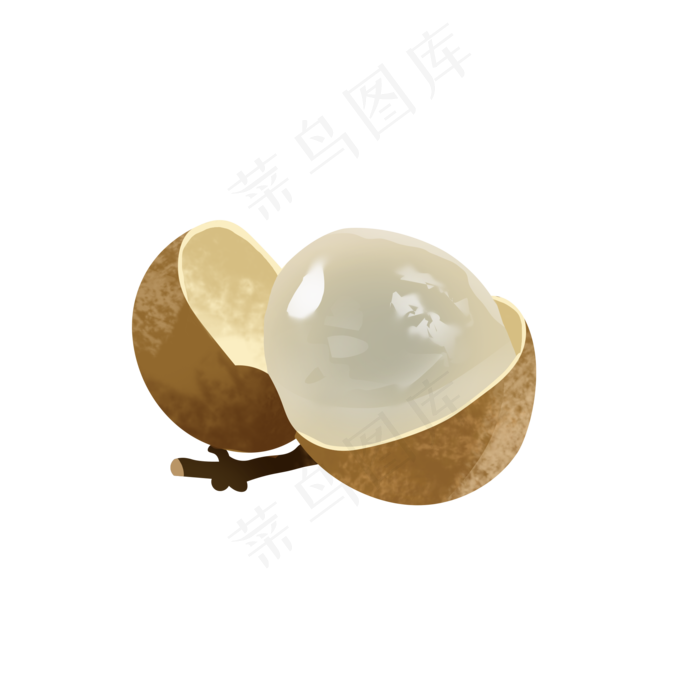 手绘桂圆写实png免抠素材