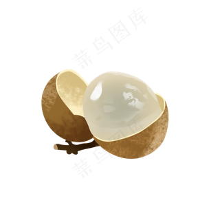 手绘桂圆写实png免抠素材