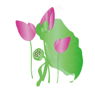 手绘卡通免扣荷花