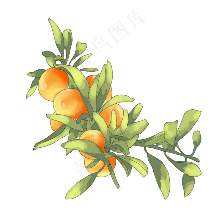 夏天水果橘子(3000X3000(DPI:300))psd模版下载