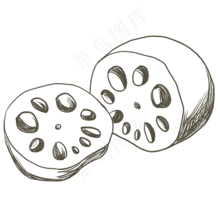 荷花根茎蔬菜白色