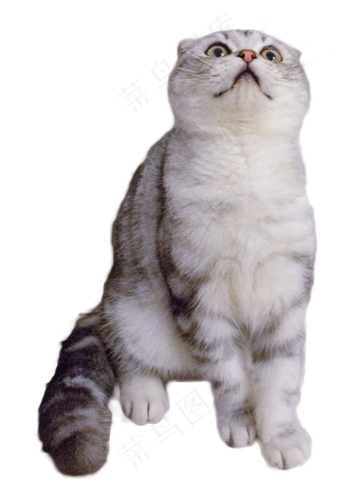 折耳猫咪,免抠元素(1202X1671(DPI:300))psd模版下载