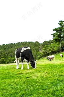 内蒙古草原吃草的奶牛,免抠元素