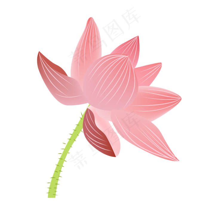粉色荷花花枝插画