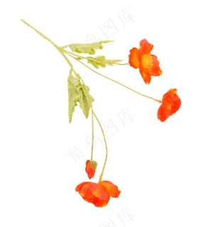 橙色鲜花虞美人