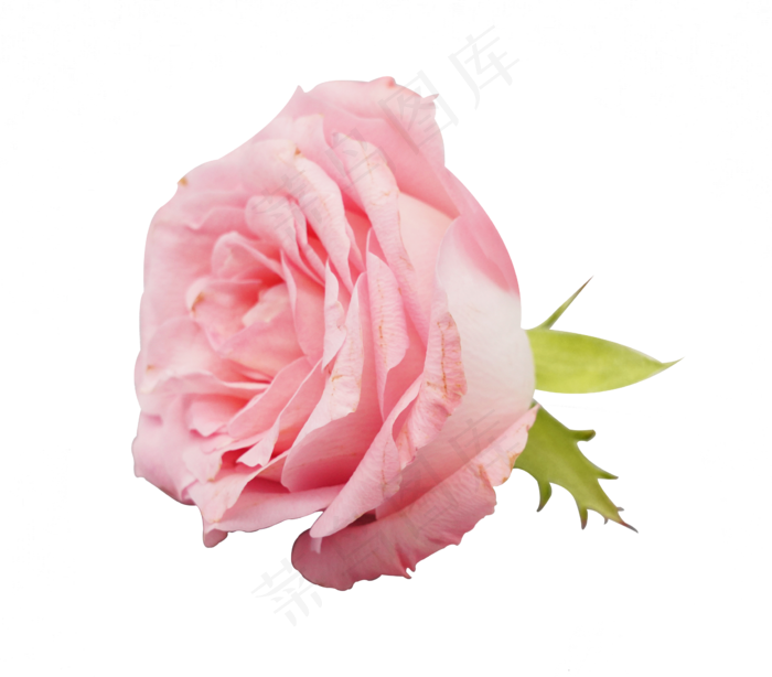 粉色玫瑰鲜花(2281*2000px 300 dpi )