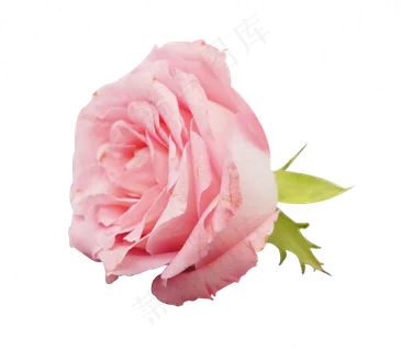 粉色玫瑰鲜花