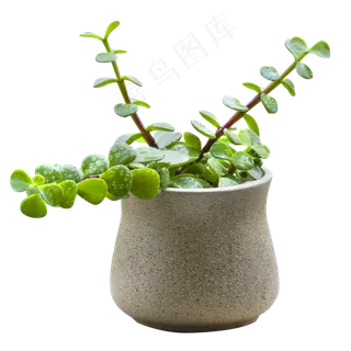 一盆多肉花草,免抠元素