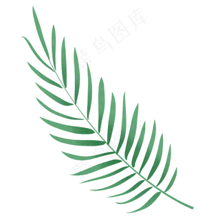 水彩棕榈叶叶子图