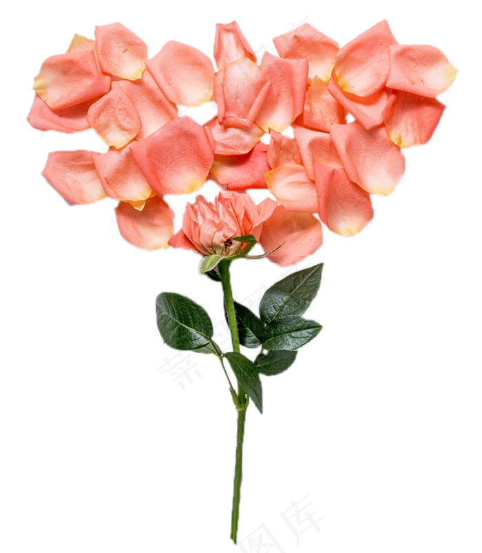 情人节玫瑰芬芳