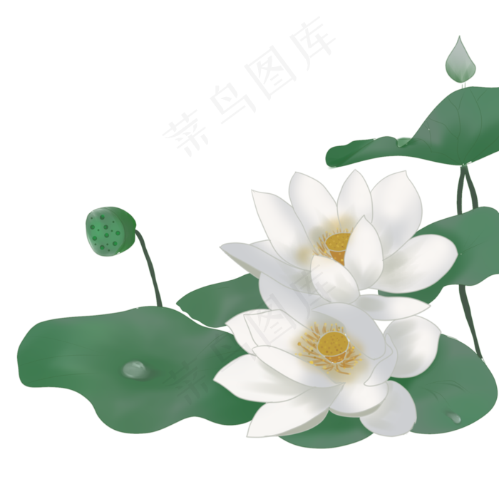 荷花露珠花苞荷叶png素材