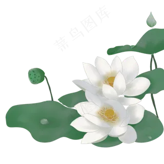 荷花露珠花苞荷叶png素材 荷花露珠花苞荷叶png素材