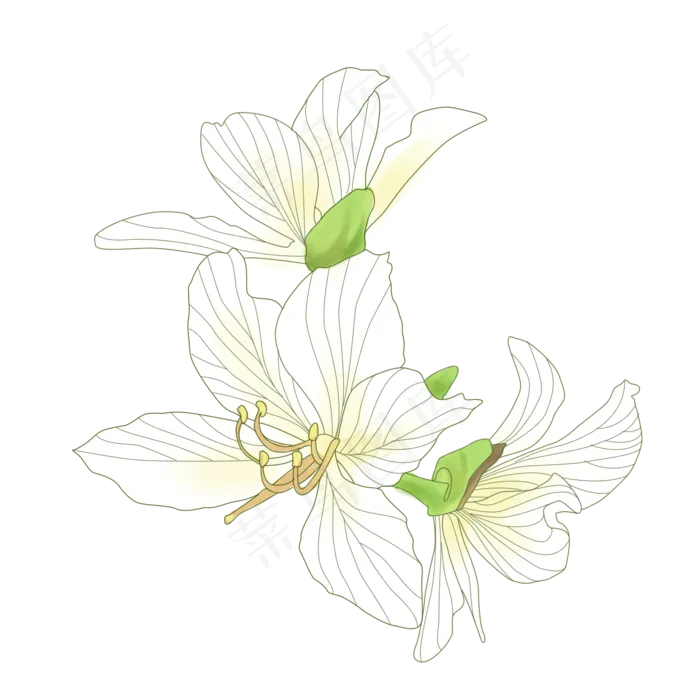 手绘花卉白色花朵(2000X2000(DPI:300))psd模版下载