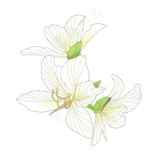 手绘花卉白色花朵