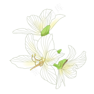 手绘花卉白色花朵