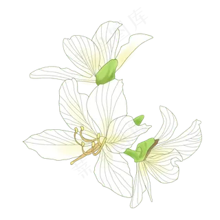 手绘花卉白色花朵