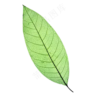 一片树叶
