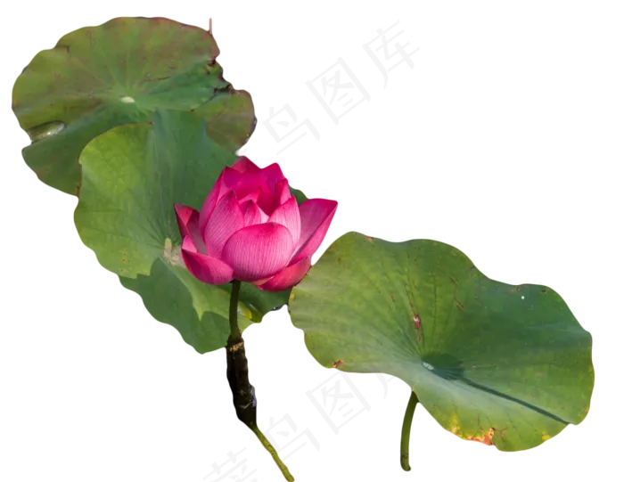 荷花荷叶(2000X1545(DPI:300))psd模版下载