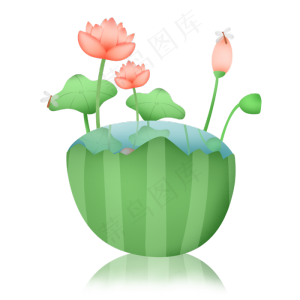 夏至荷花