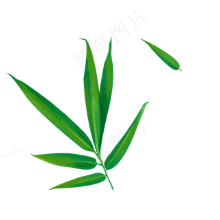 绿色手绘清新竹叶