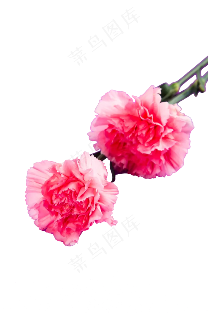 粉红康乃馨花卉花束(2000X3000(DPI:300))psd模版下载